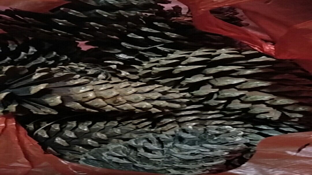 去年10月初买的苔藓苗,现在可以直接下图片上