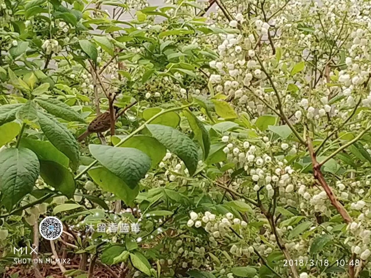 想在蓝莓树下种山蒜会怎么样