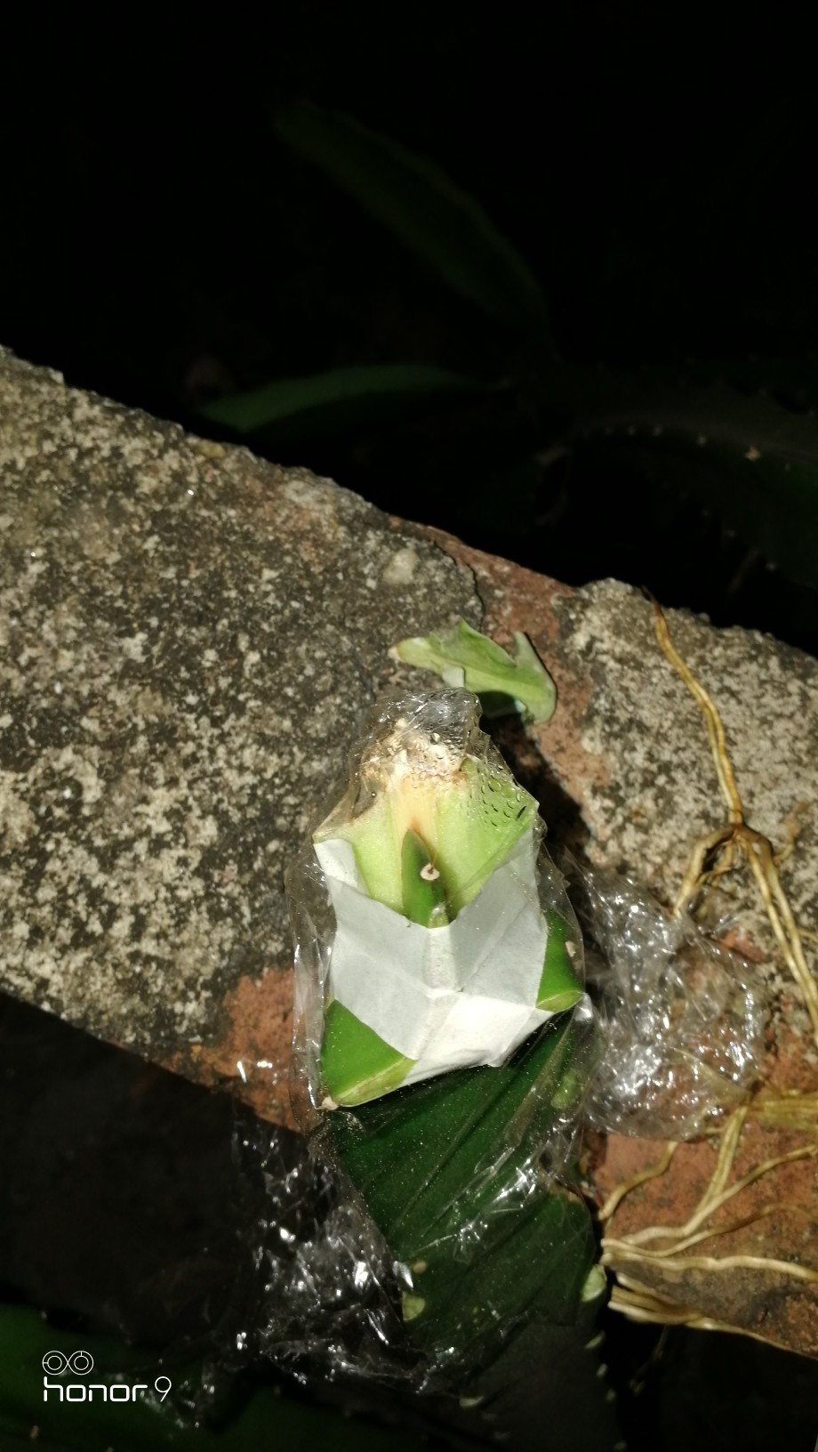 老砧木火龙果嫁接方法