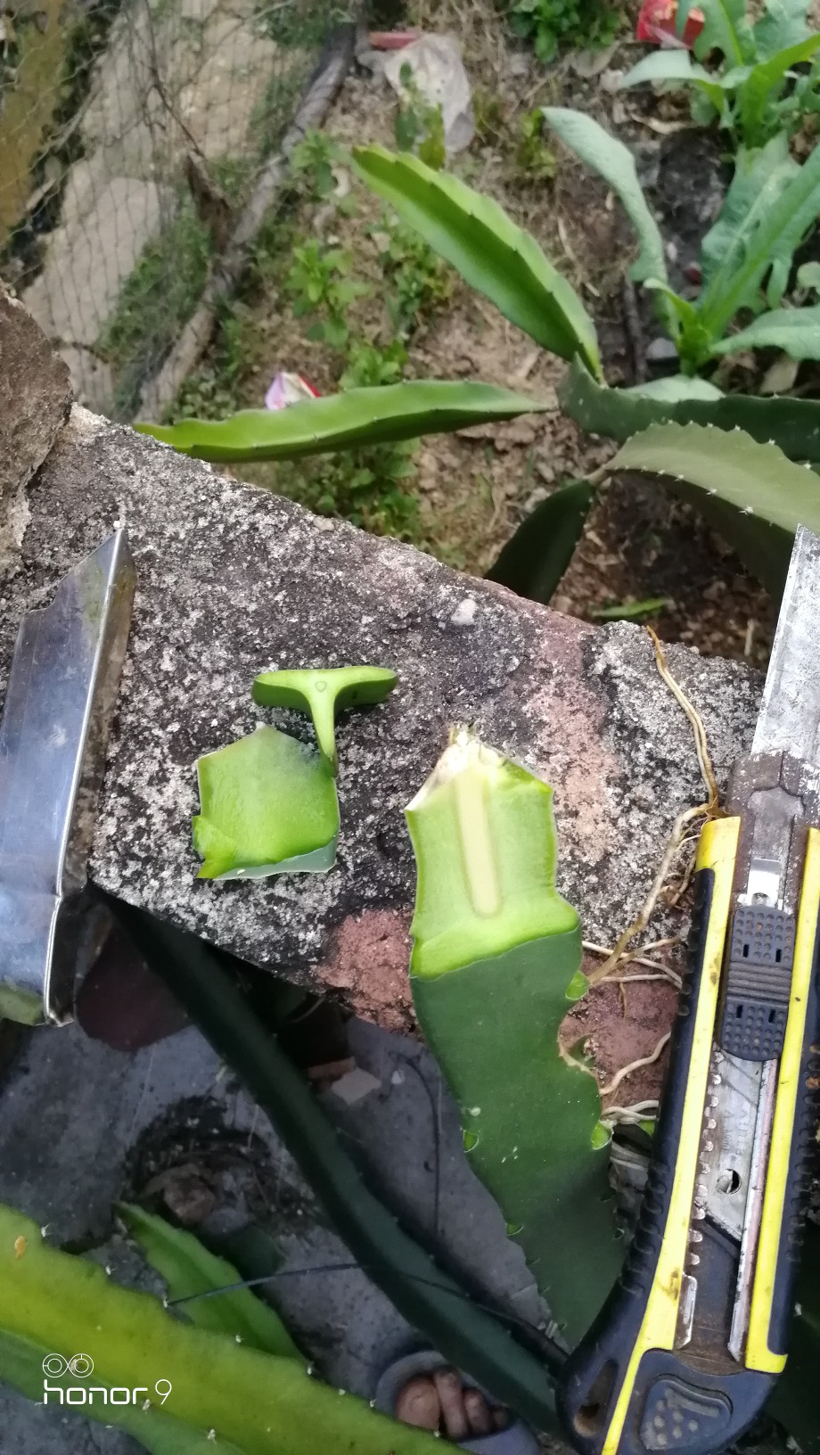 老砧木火龙果嫁接方法