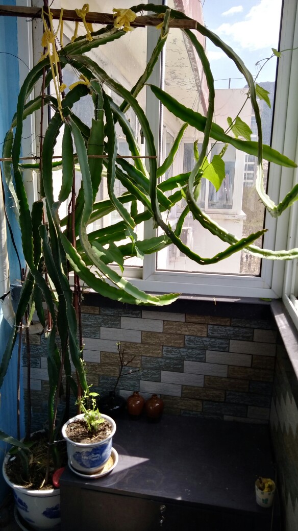 请问我的火龙果实生苗四五年了还不开花,用点