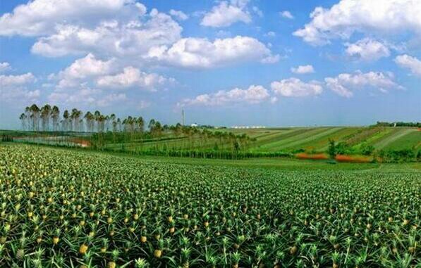 凤梨种植对气候生态条件的要求