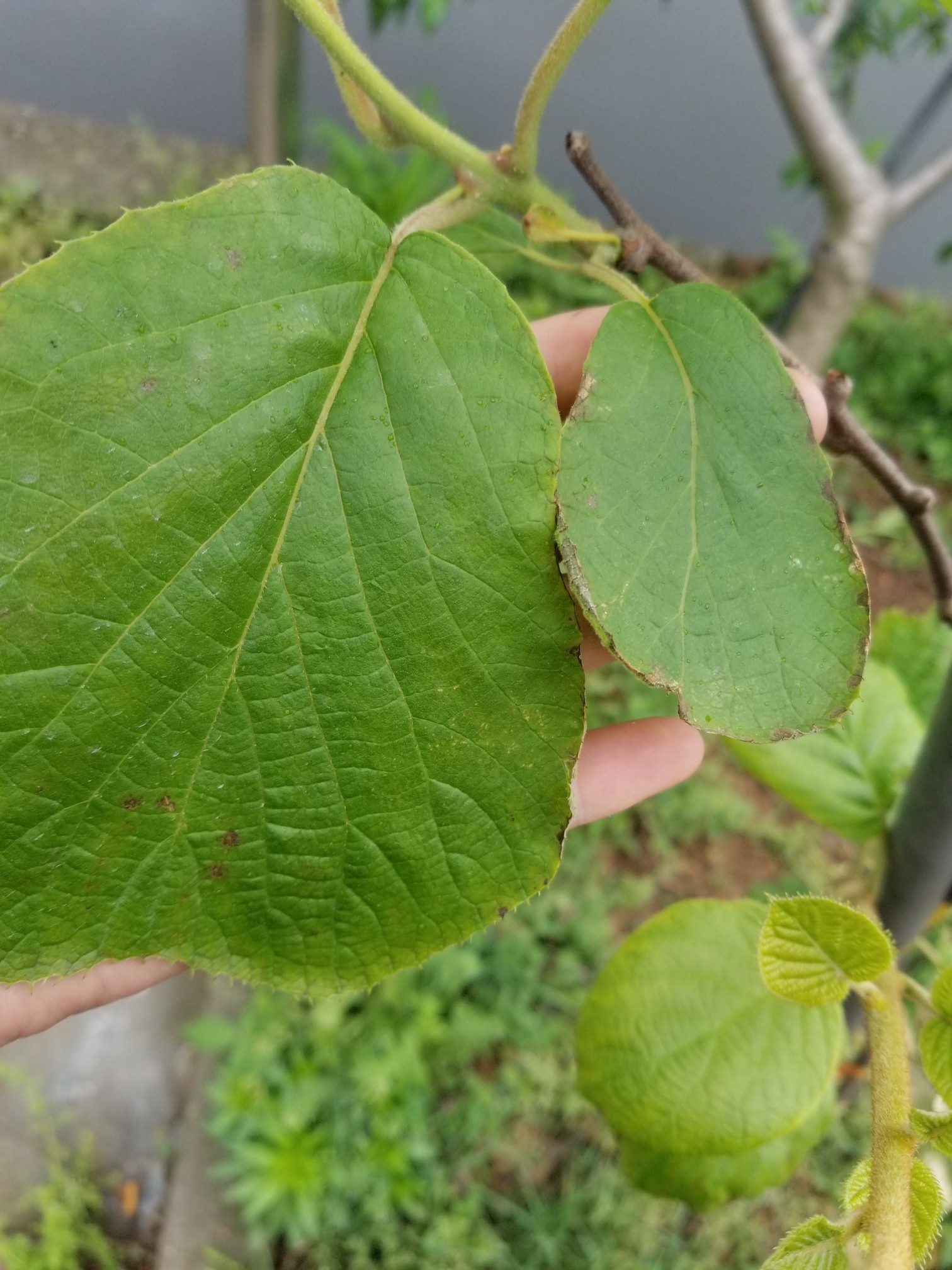 各位大神帮忙看下猕猴桃叶子得了什么病