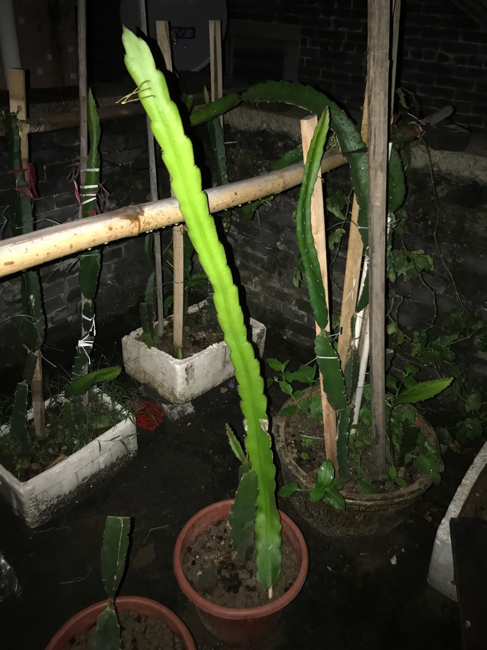 火龙果嫁接,直接嫁接到1.5米,只为快速结果