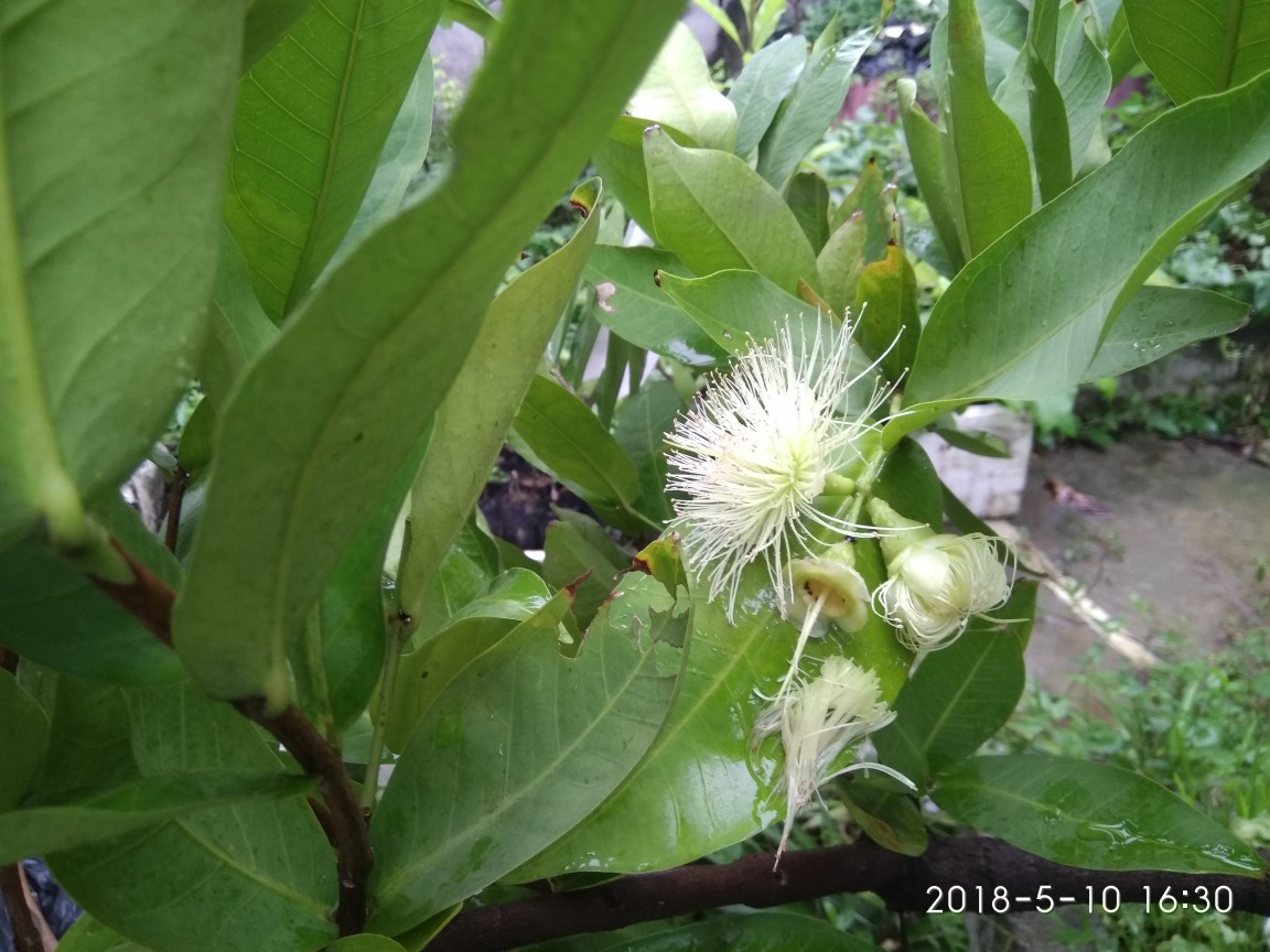 飞弹莲雾疏果套袋2018.5.13