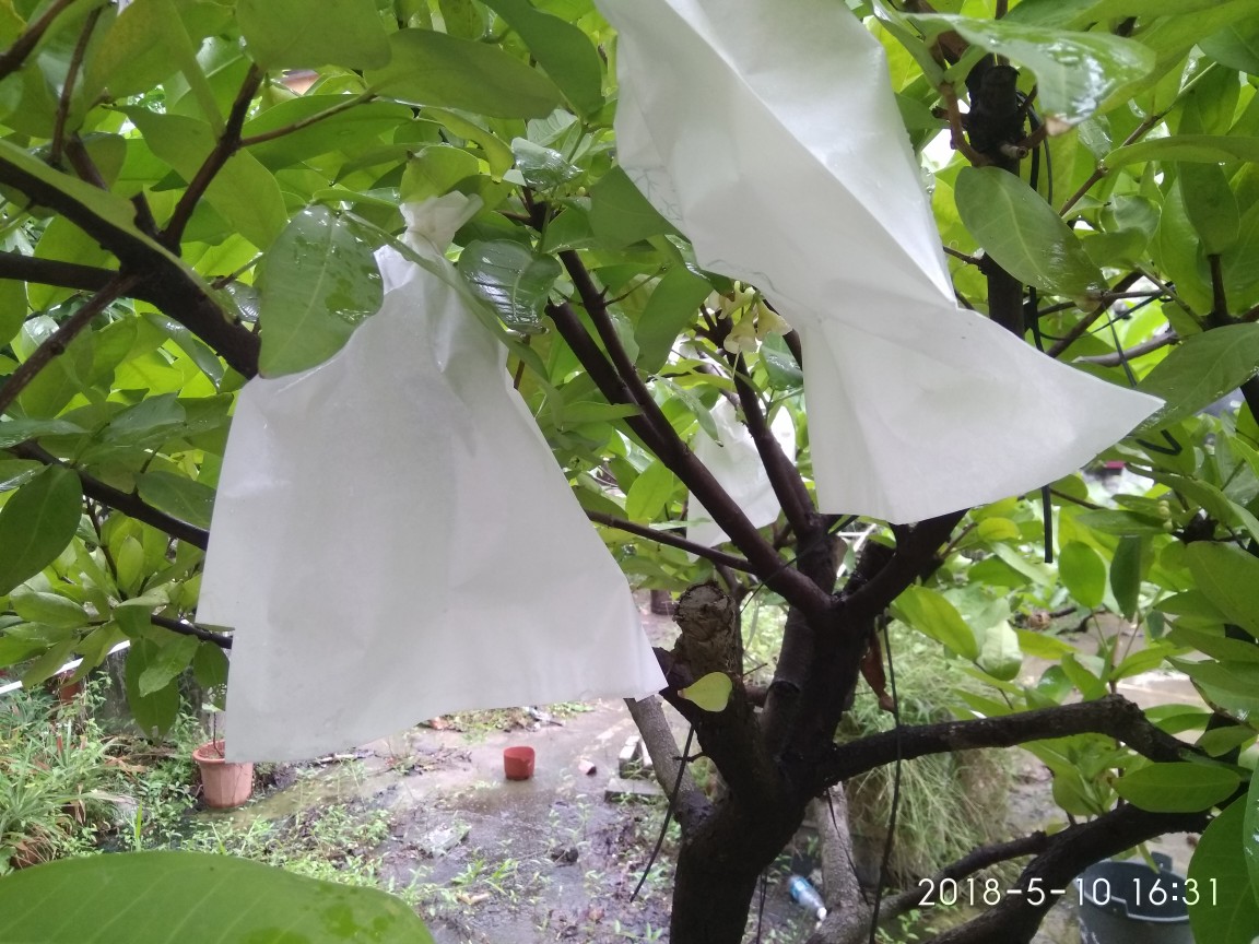 飞弹莲雾疏果套袋2018.5.13