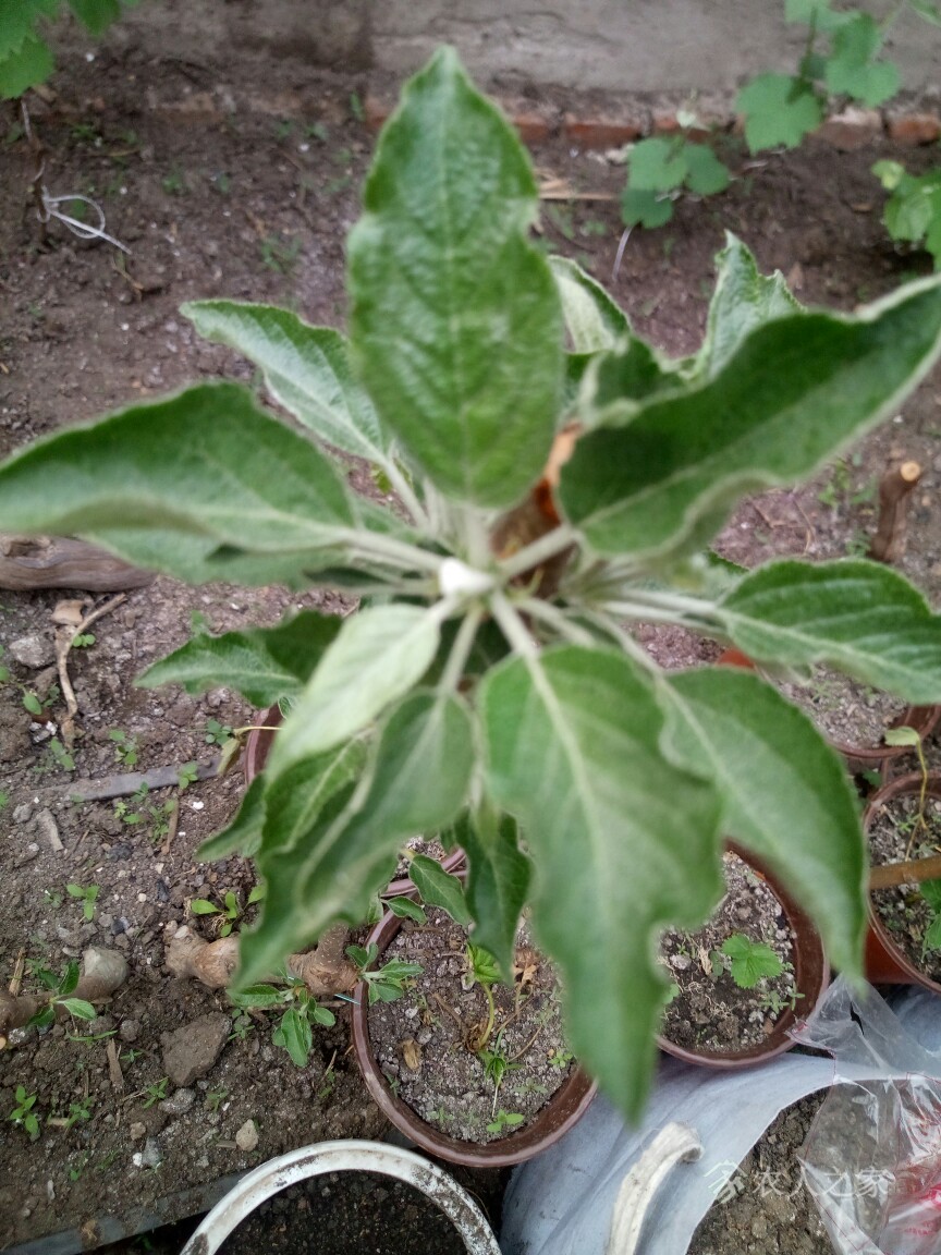 苹果树叶子有点卷曲