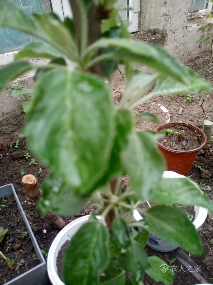 苹果树叶子有点卷曲