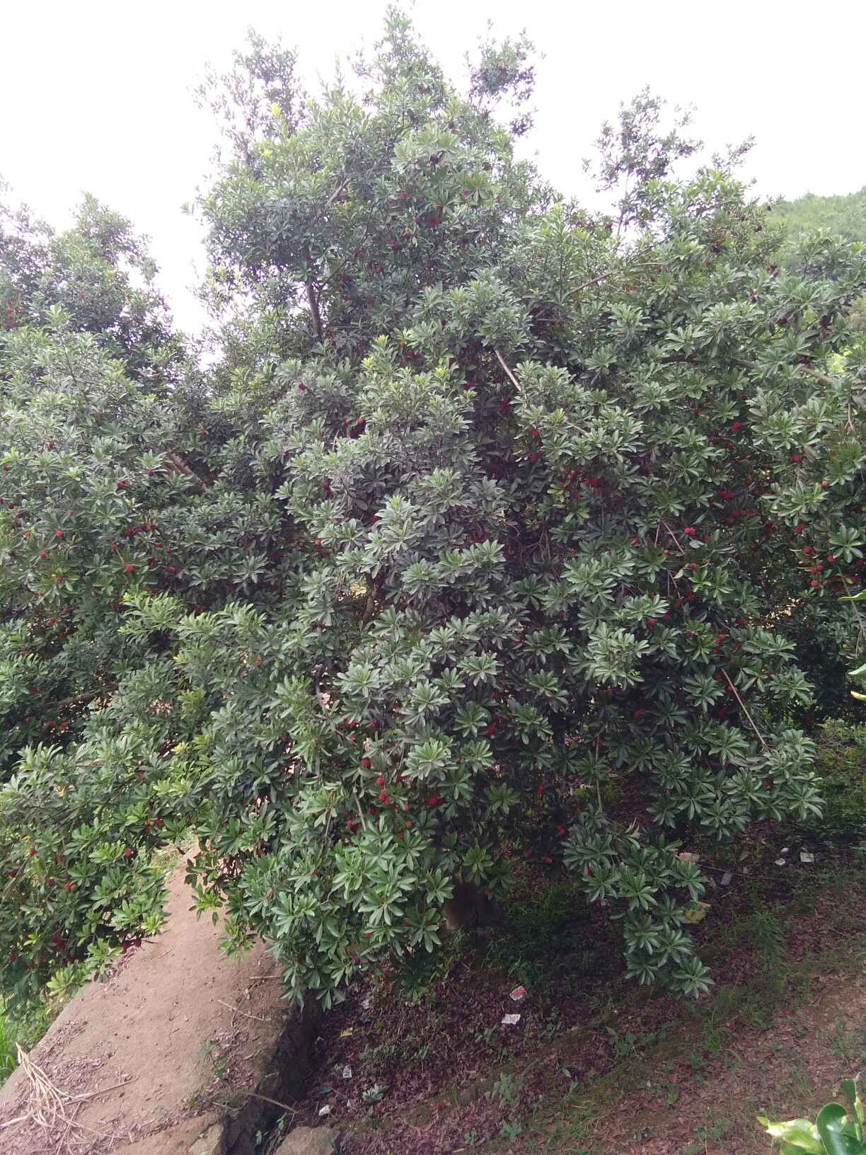 乌梅渐渐成熟了。