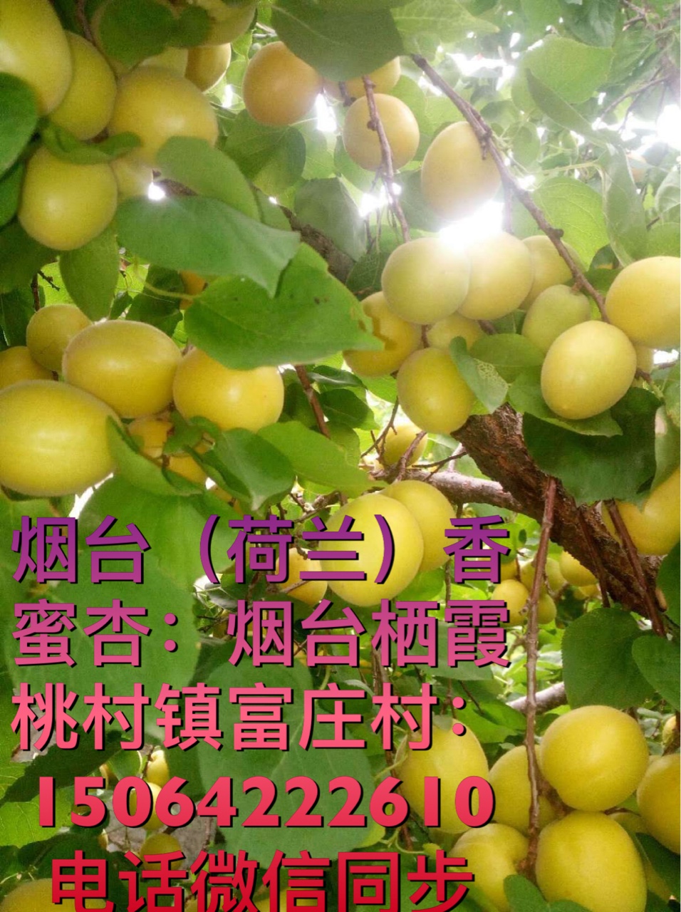 ںӣϸʣŻ𣡸еõޣ1442 :ifipov 