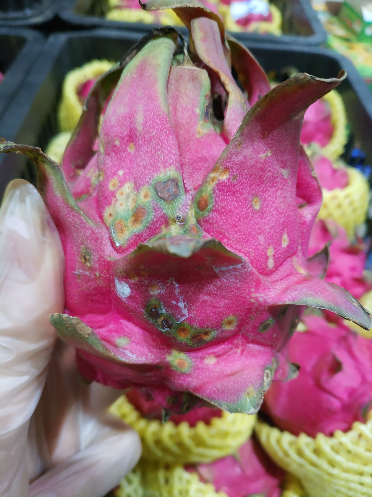 火龙果上的白斑是溃疡还是炭疽?