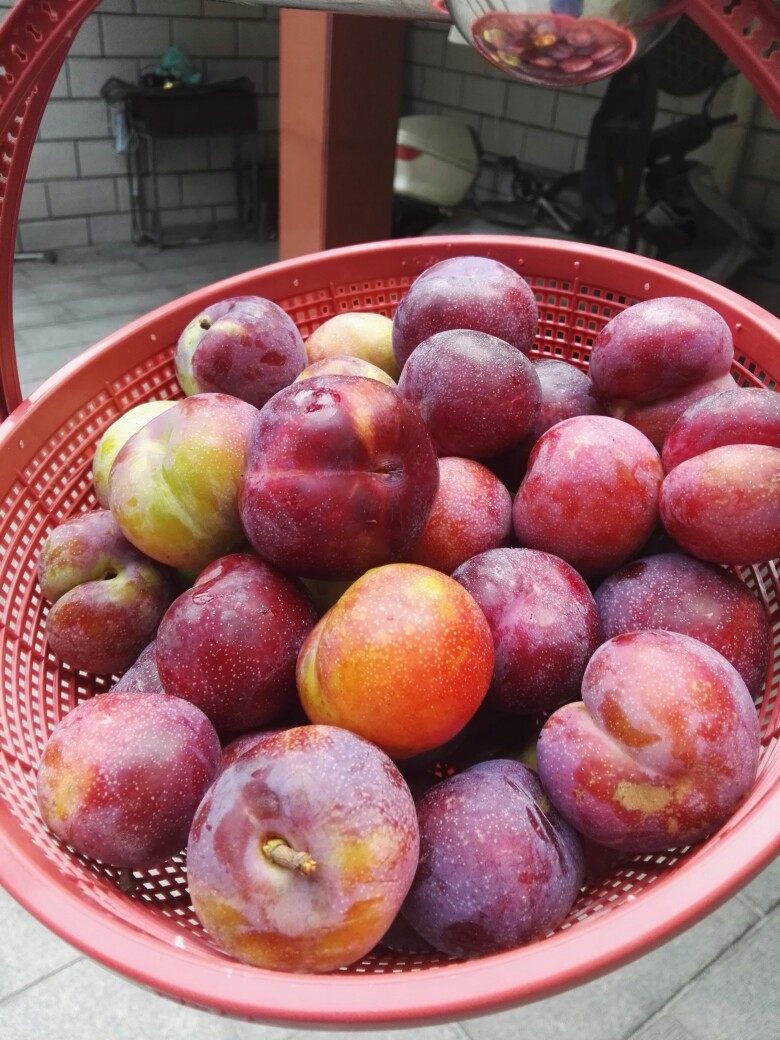 今天在我们苏南宜兴本地吃到了最甜的李子!