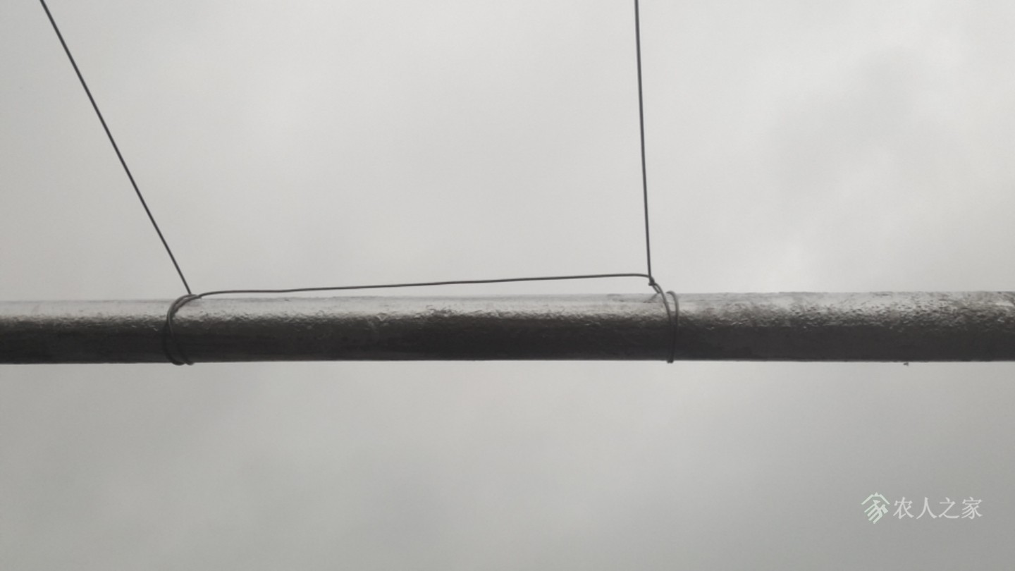 楼顶葡萄架全部完工了