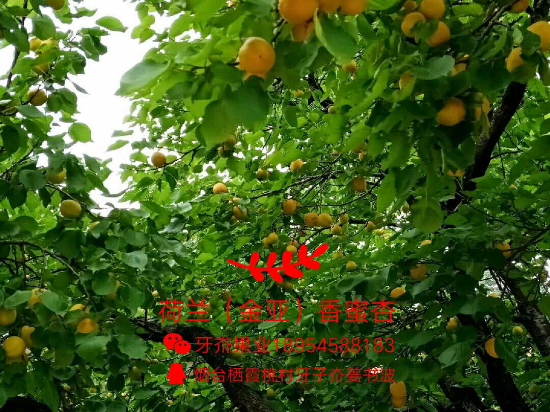 ǣԴ8276 : 