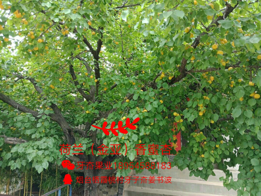 ǣԴ8266 : 