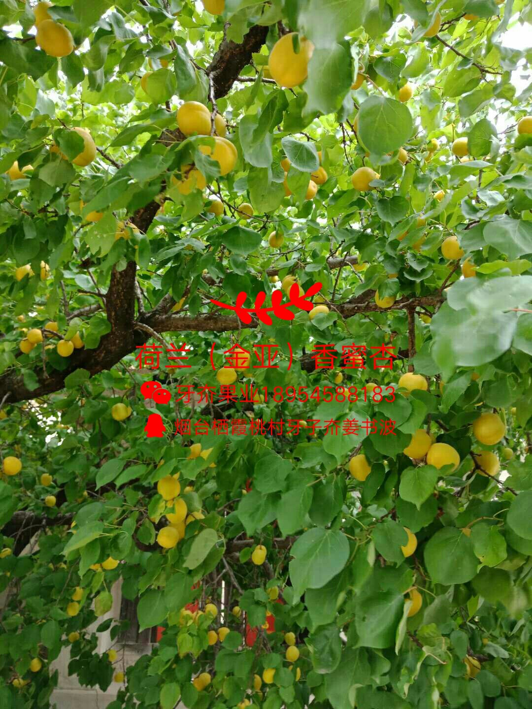 ǣԴ845 : 