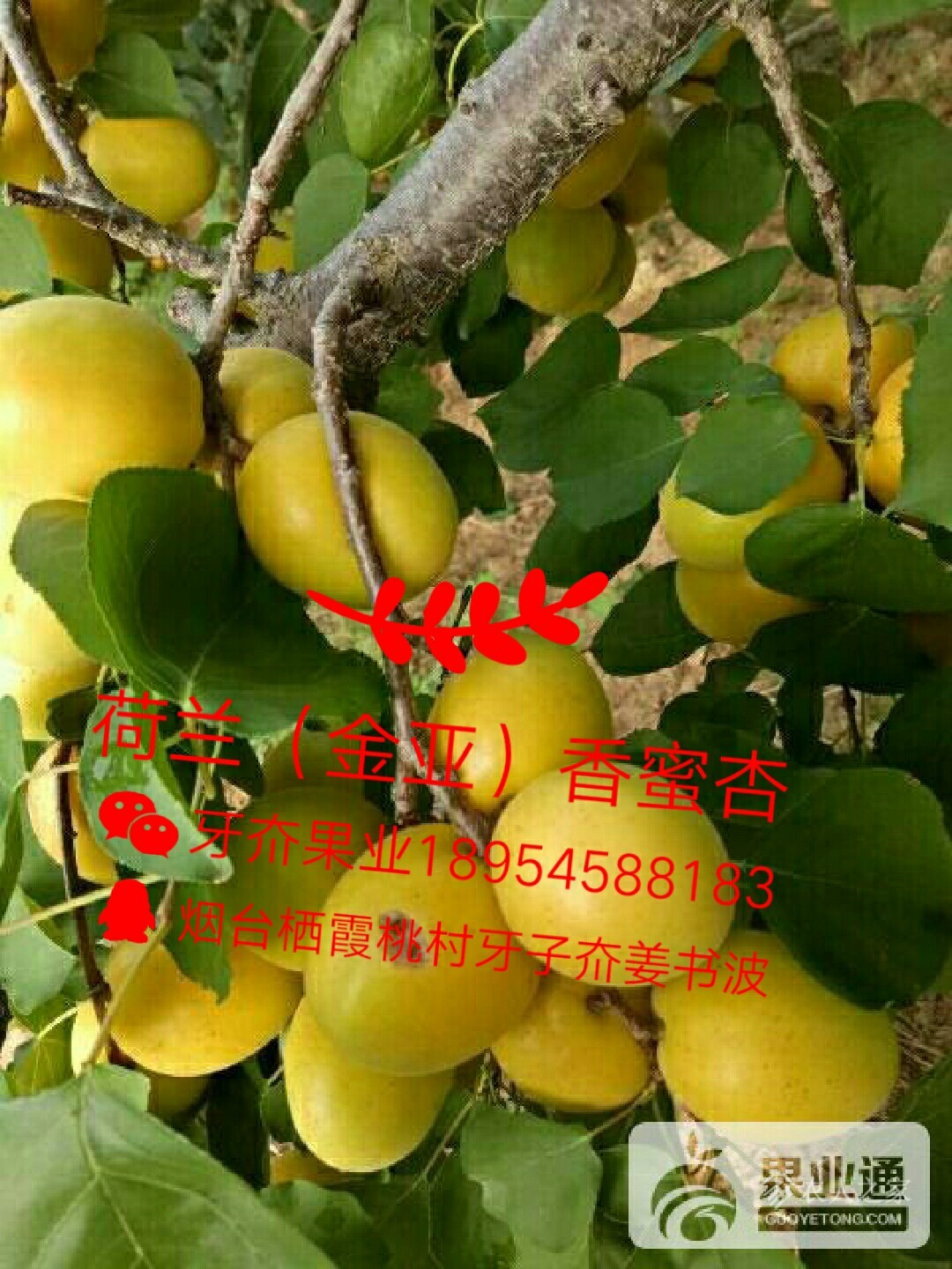 荷兰（金亚）喷鼻蜜杏种源树分享9591 作者:田均军 