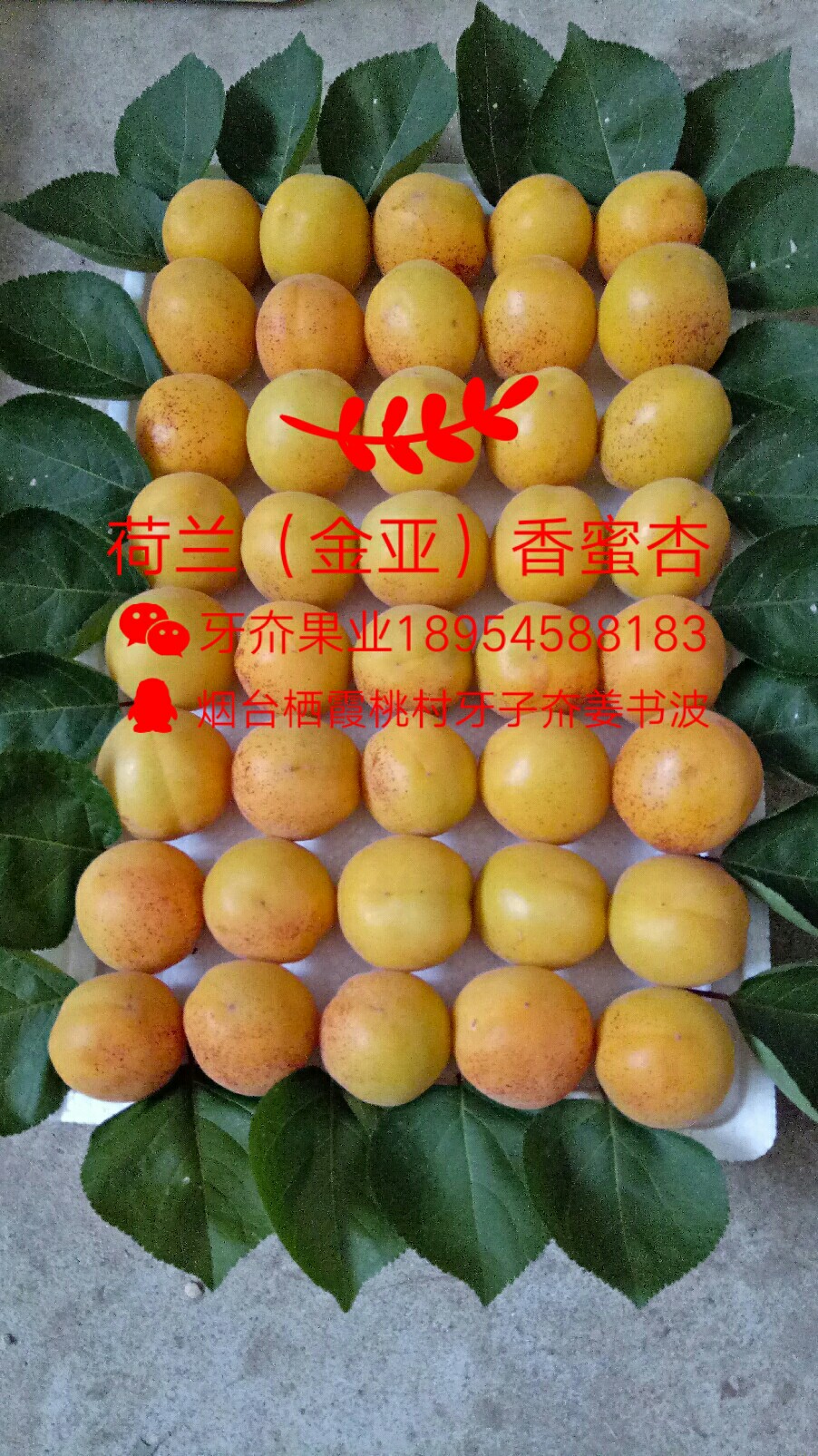 ǣԴ7391 : 