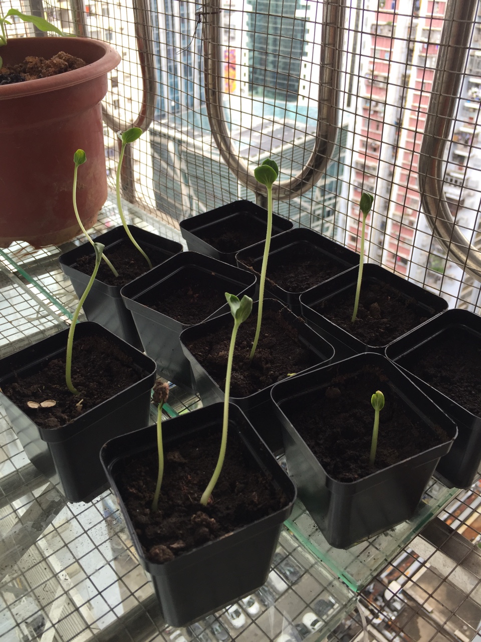 为什么我的西瓜苗长这样不明白