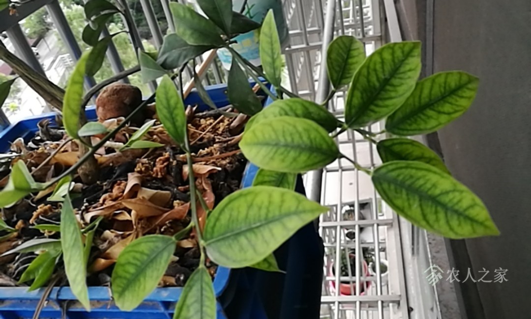 去年种的金桔树结果了,不过叶子不健康,是不是