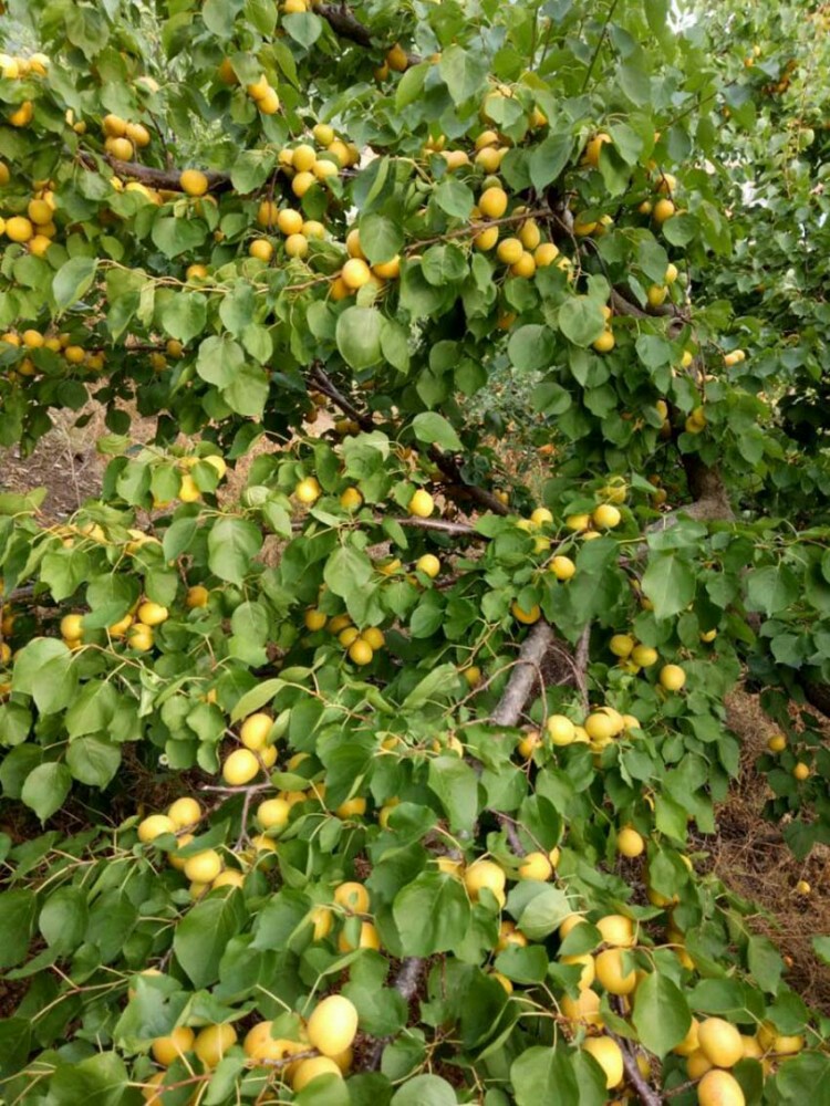 荷兰(金亚)香蜜杏植物,生物学特性