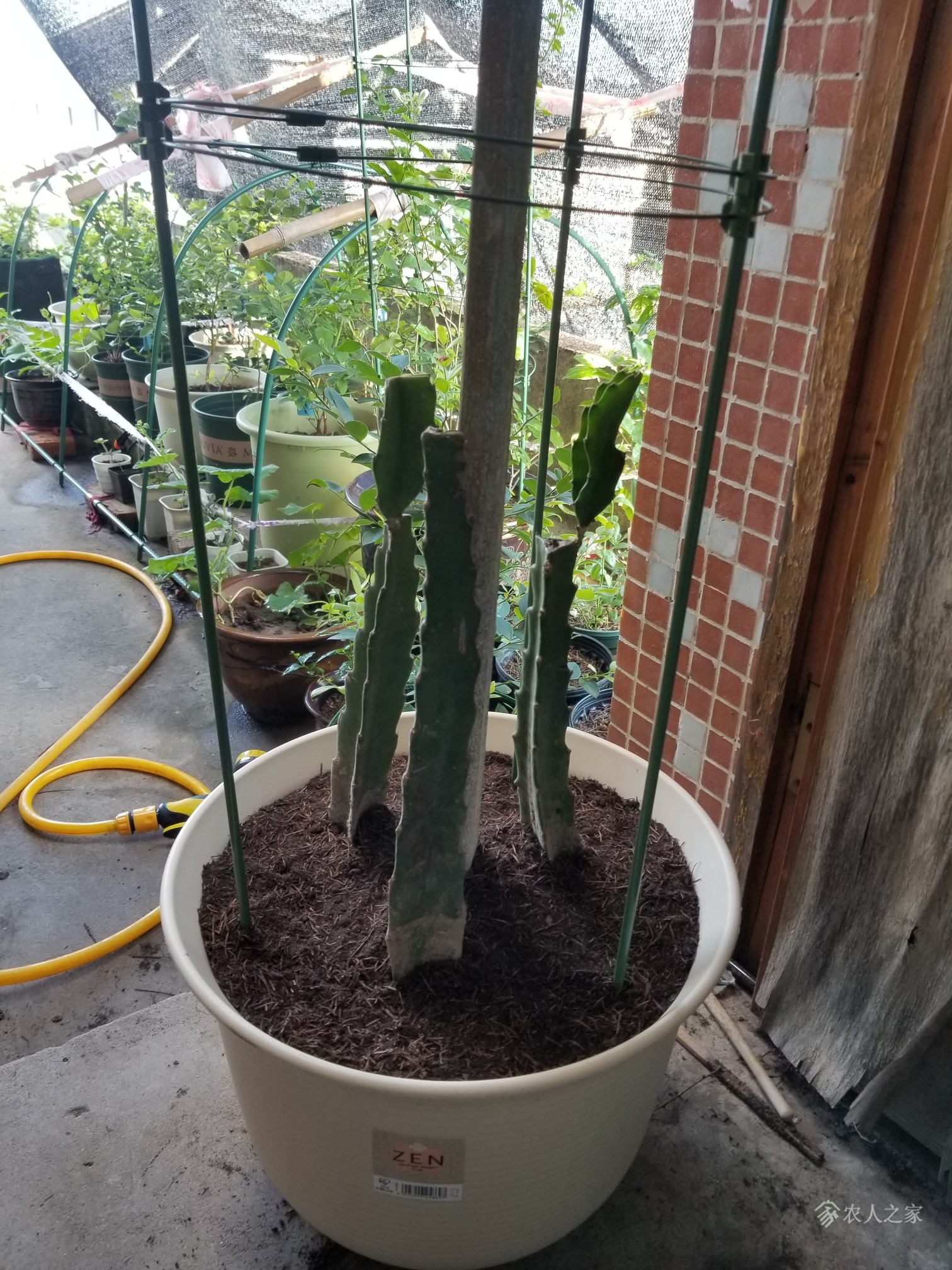 火龙果需要嫁接吗?帮我看看这个能结果不