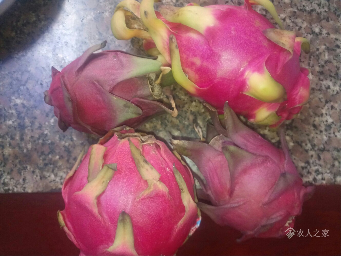 为什么我的火龙果皮发黑?