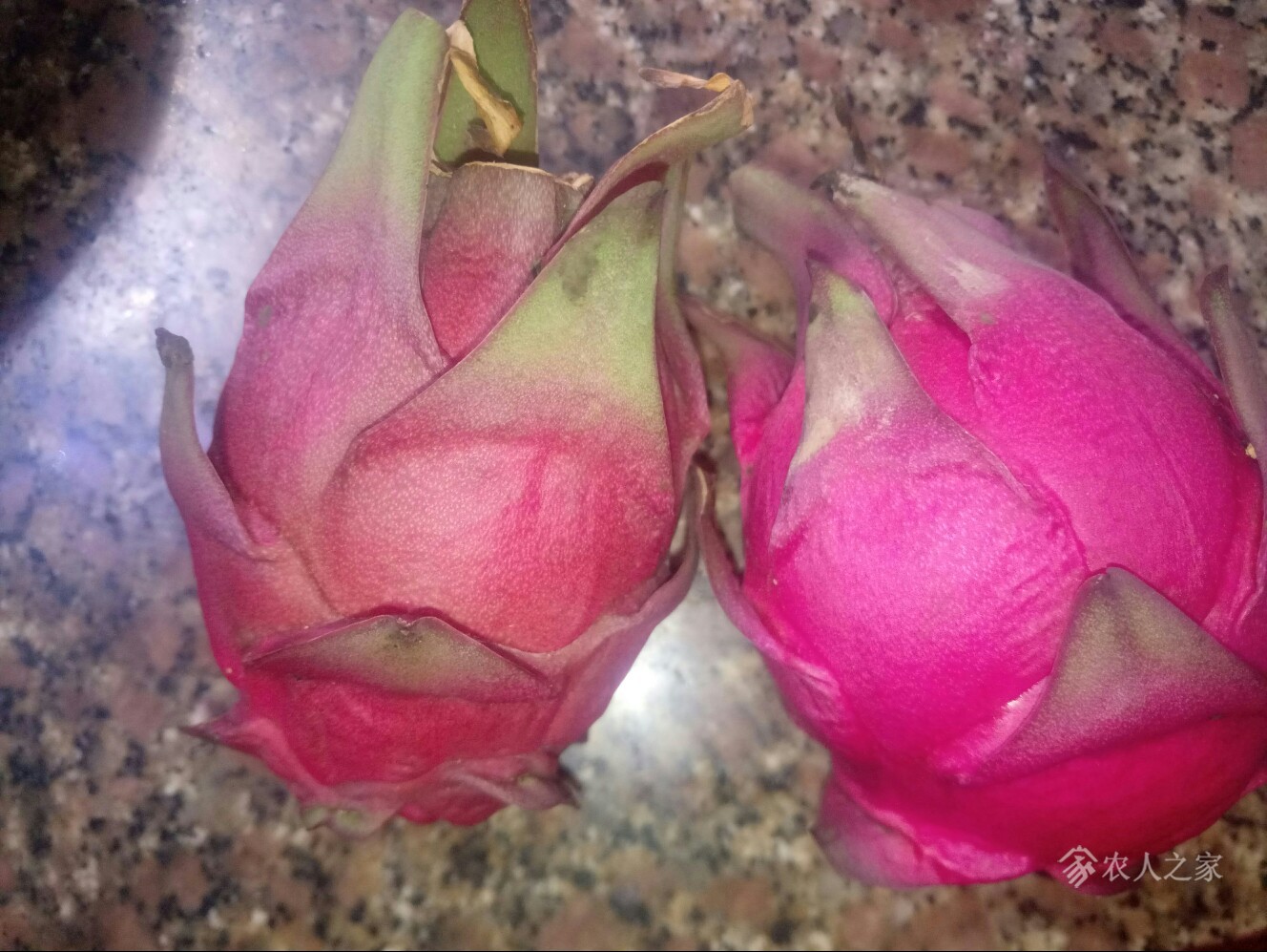 为什么我的火龙果皮发黑?