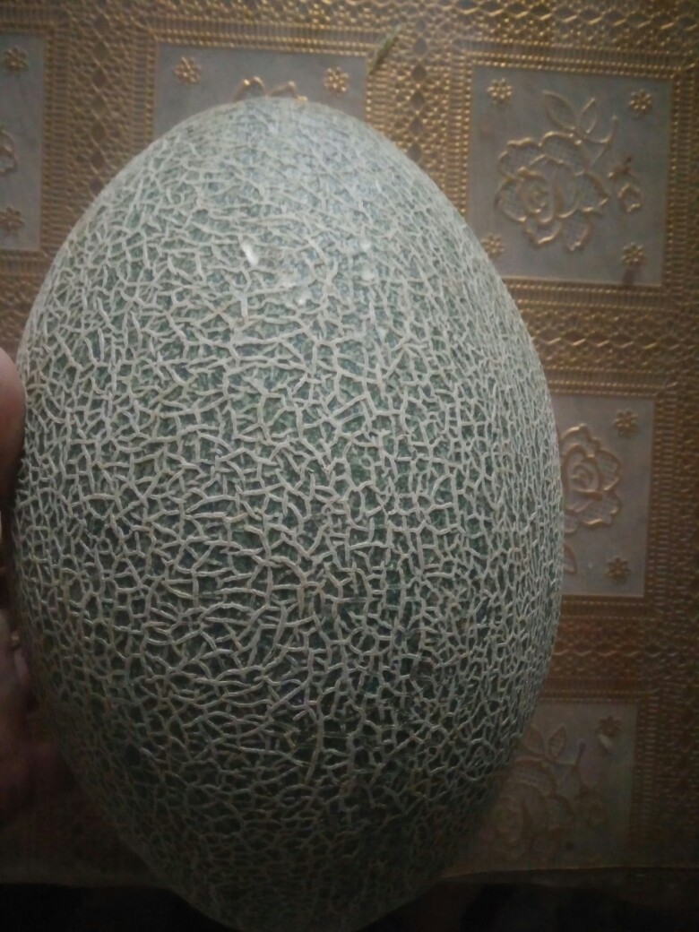 种了几株哈密瓜,怎么判断熟了呢?