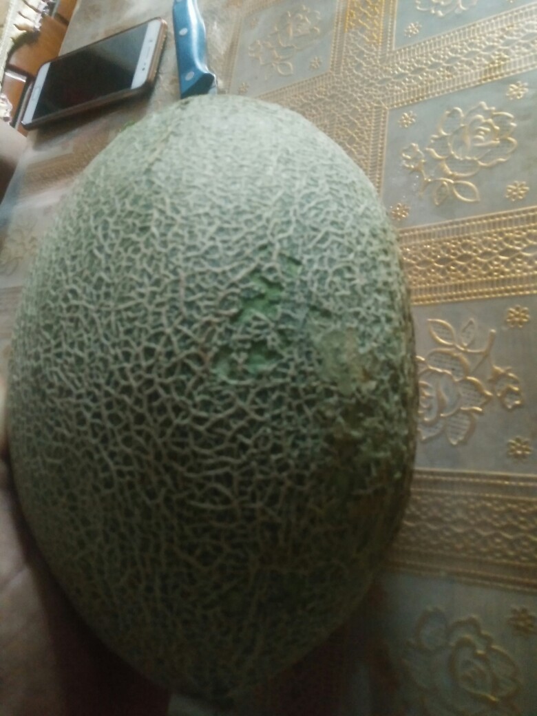 种了几株哈密瓜,怎么判断熟了呢?