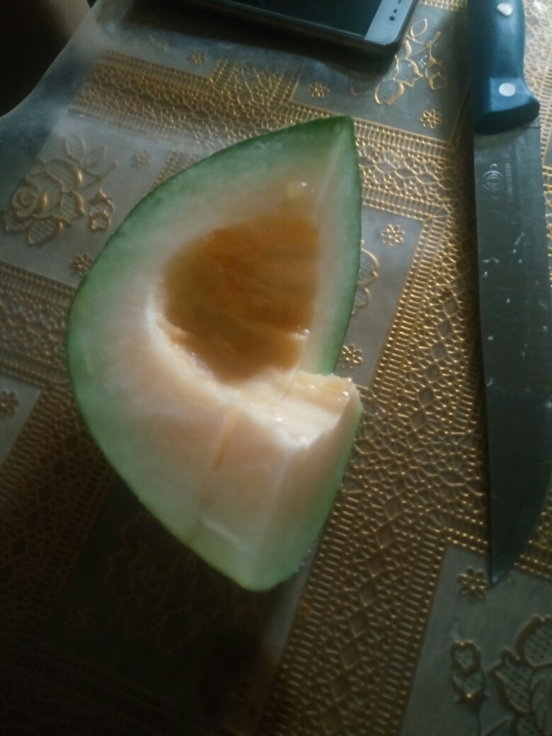 种了几株哈密瓜,怎么判断熟了呢?