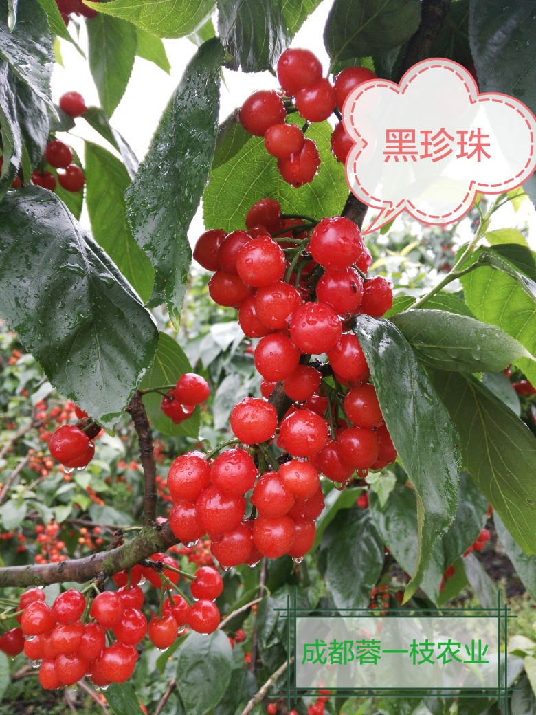 һ´ӹʵ۰취2299 :971 