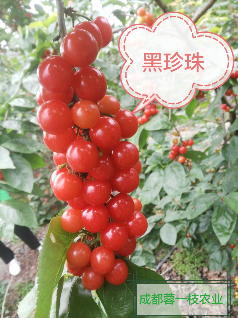 һ´ӹʵ۰취676 :971 