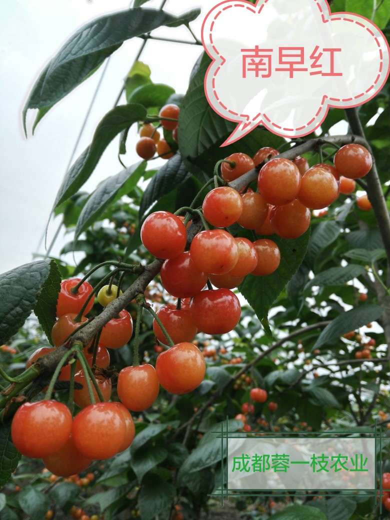 һ´ӹʵ۰취7717 :971 