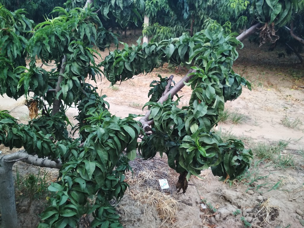 多效唑控旺三张图