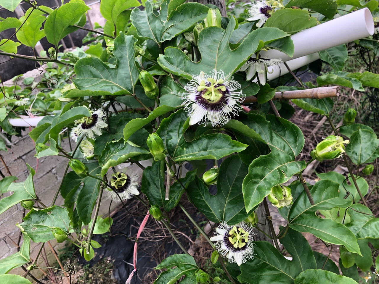 黄金芭乐 开花结果
