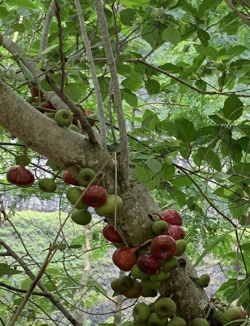 种,口感,果形各自异,你们见到的木瓜榕是什么样子的?欢迎留下照片!作者: jackme 时间: 20