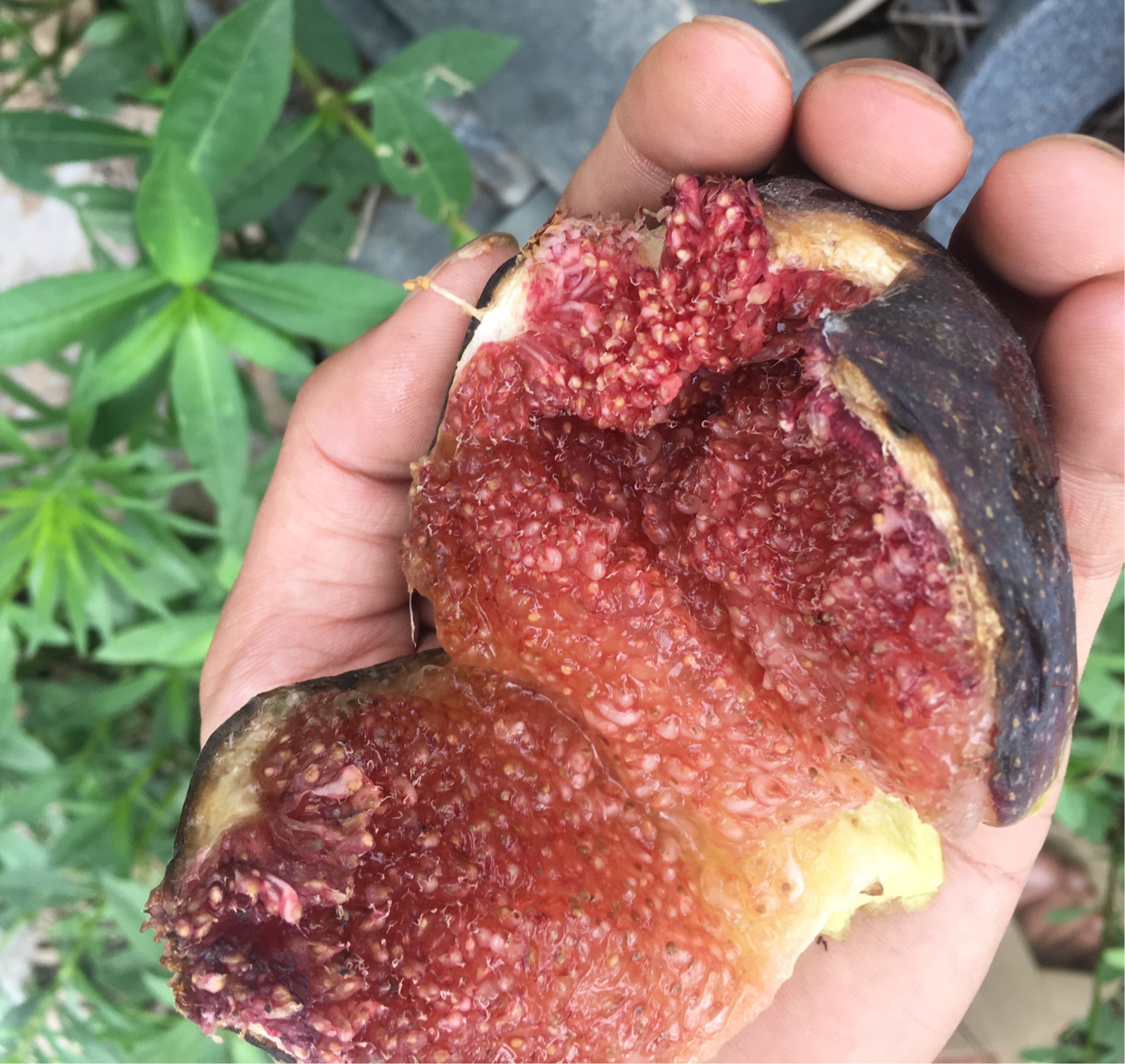 漂亮的大金 大波春果