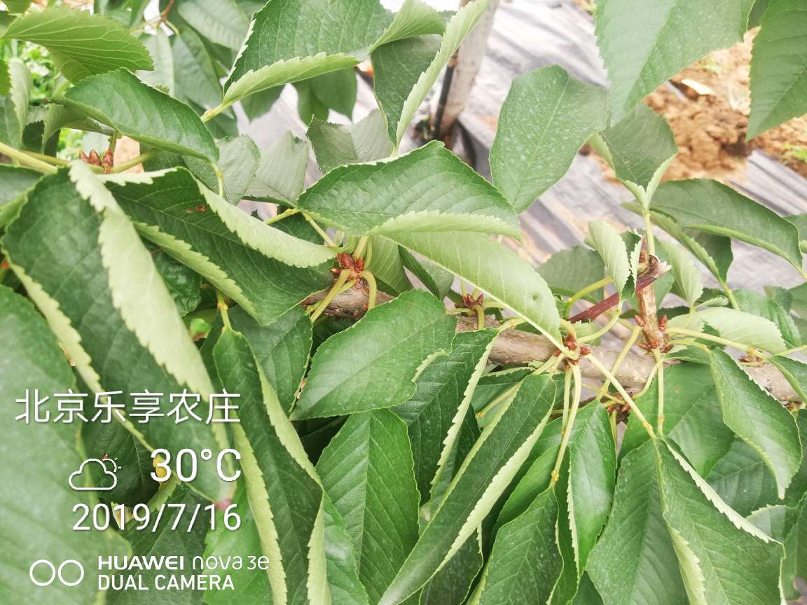 ϸĴͣSSA2꾰3289 : 