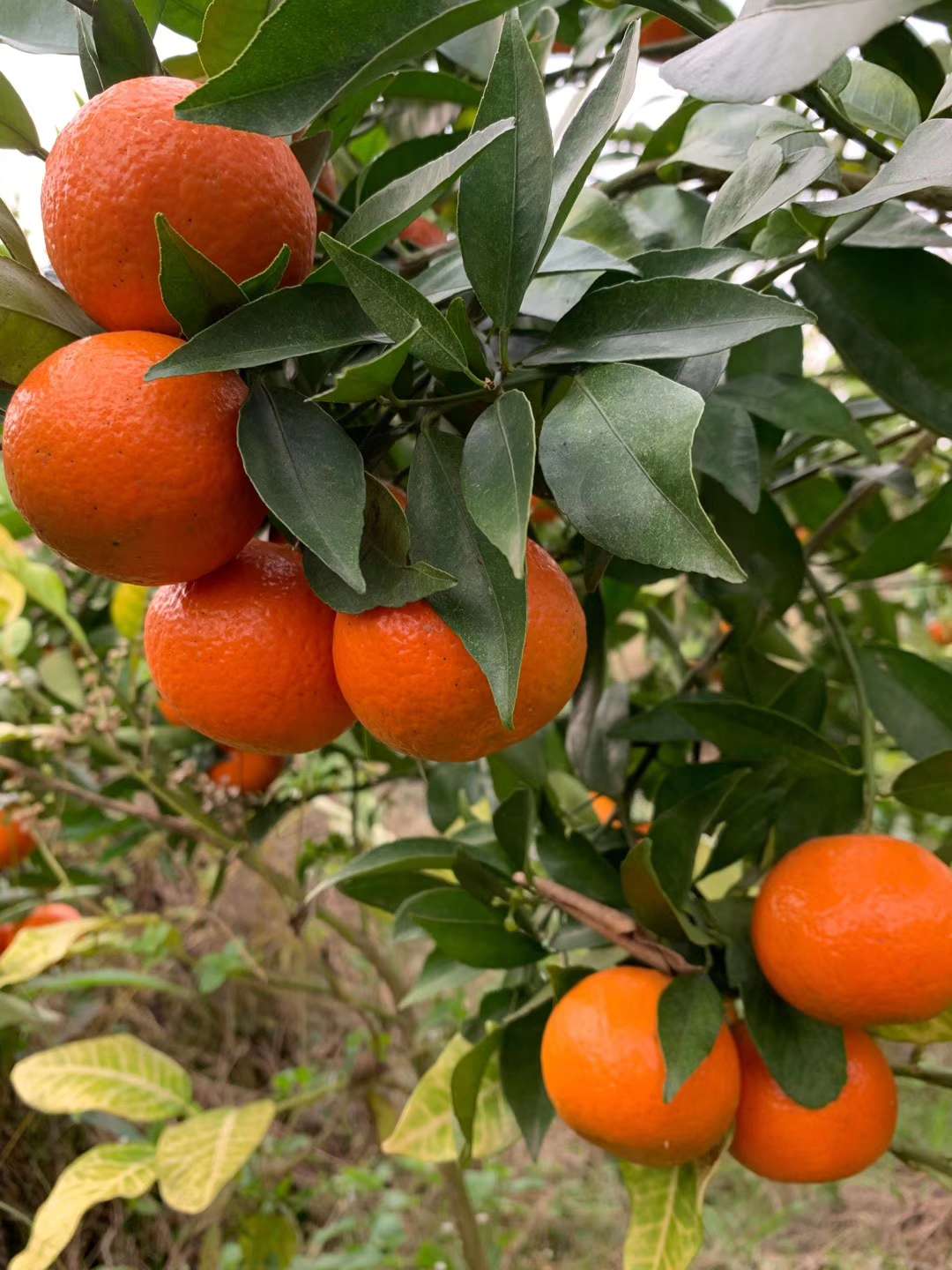 良种柑橘美国糖橘种类介绍9460 作者:imogor 