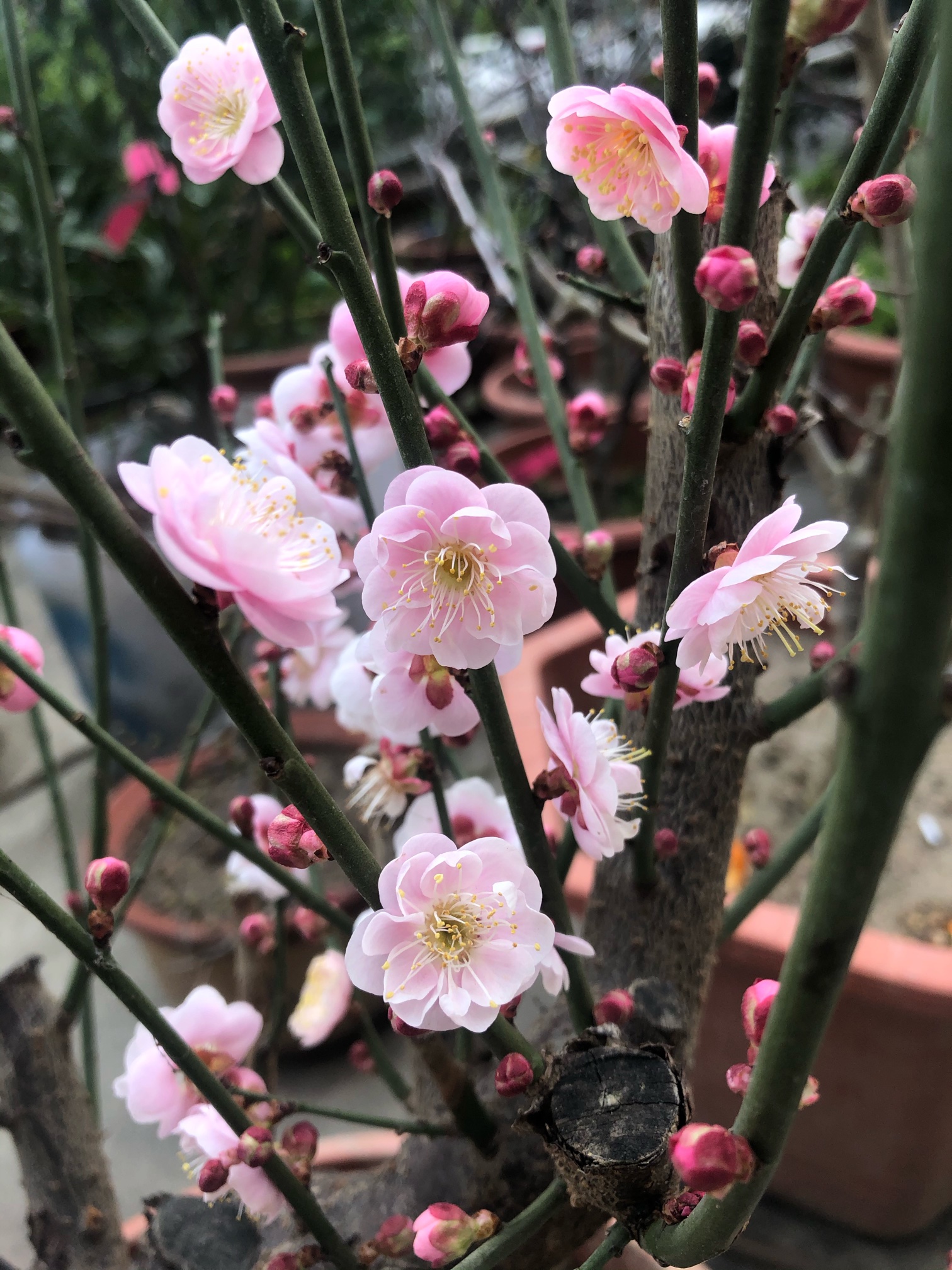 购入红千鸟乌羽玉宫粉台阁- 花卉种植交流- 水果邦农人之家