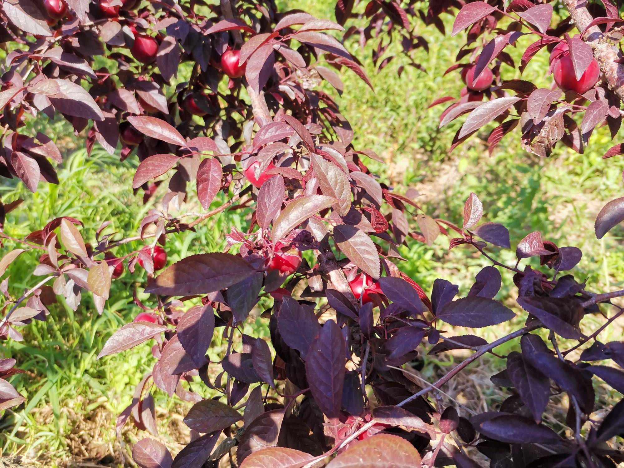 紫冠钙果结果状 欧李(prunus humilis 水果邦农人之家