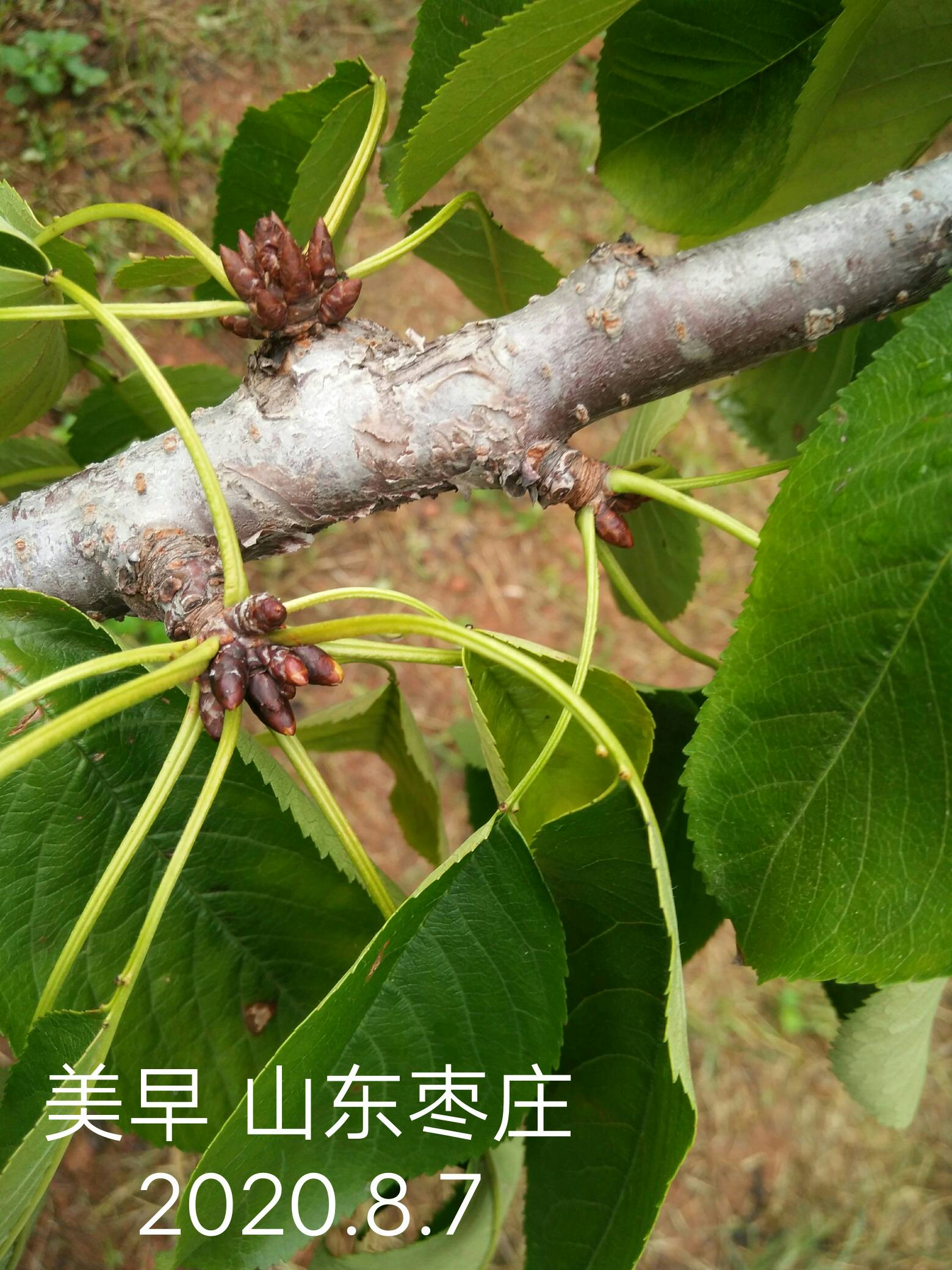 花芽分化――樱桃丰收的首要条件