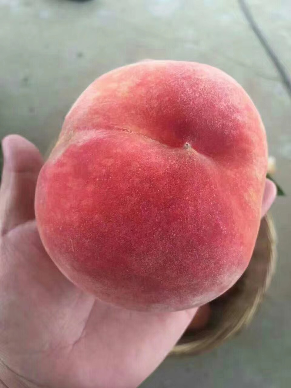 ˮ4444 : 