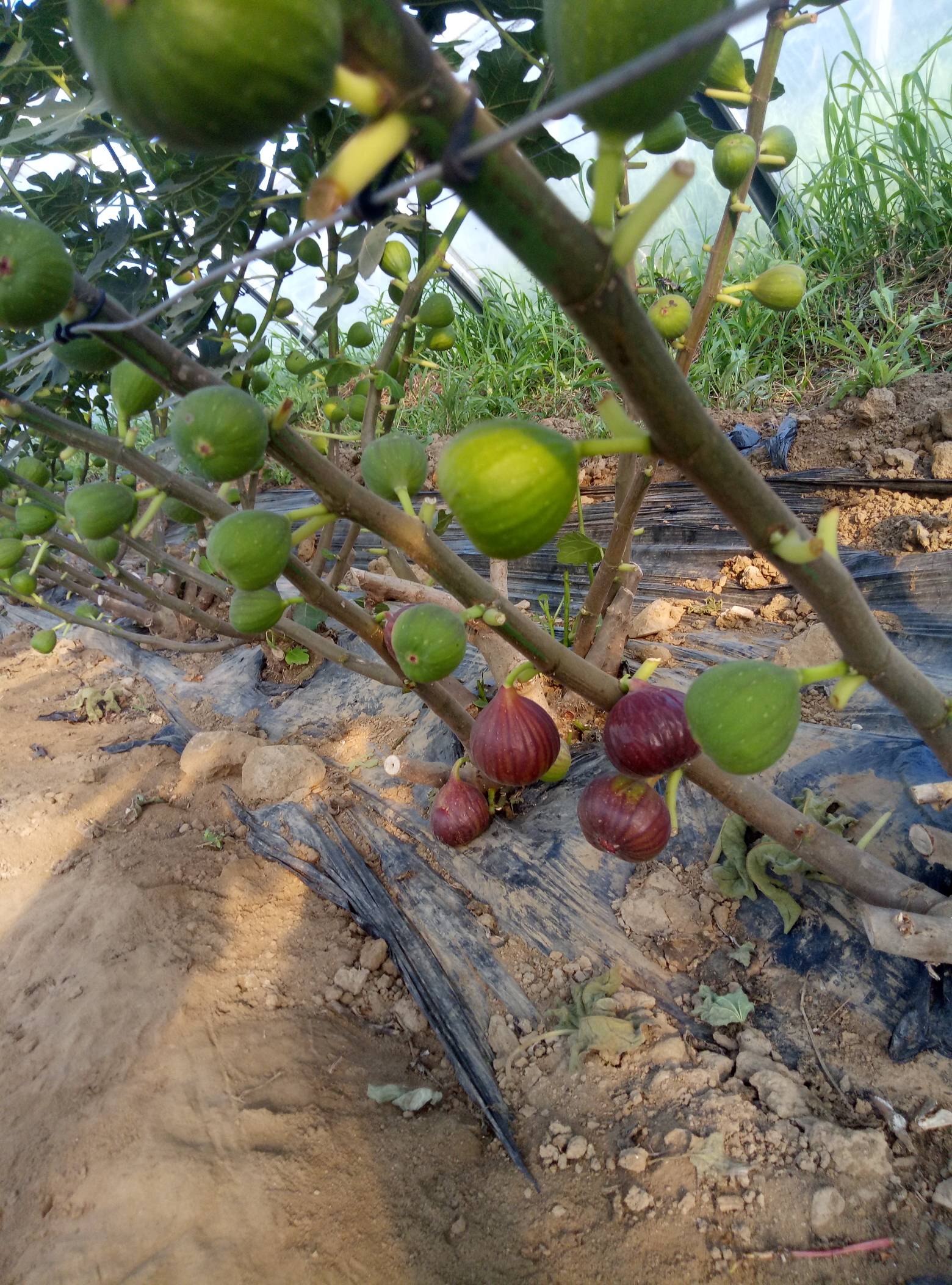 ޻ҪĽ6396 :123457373 