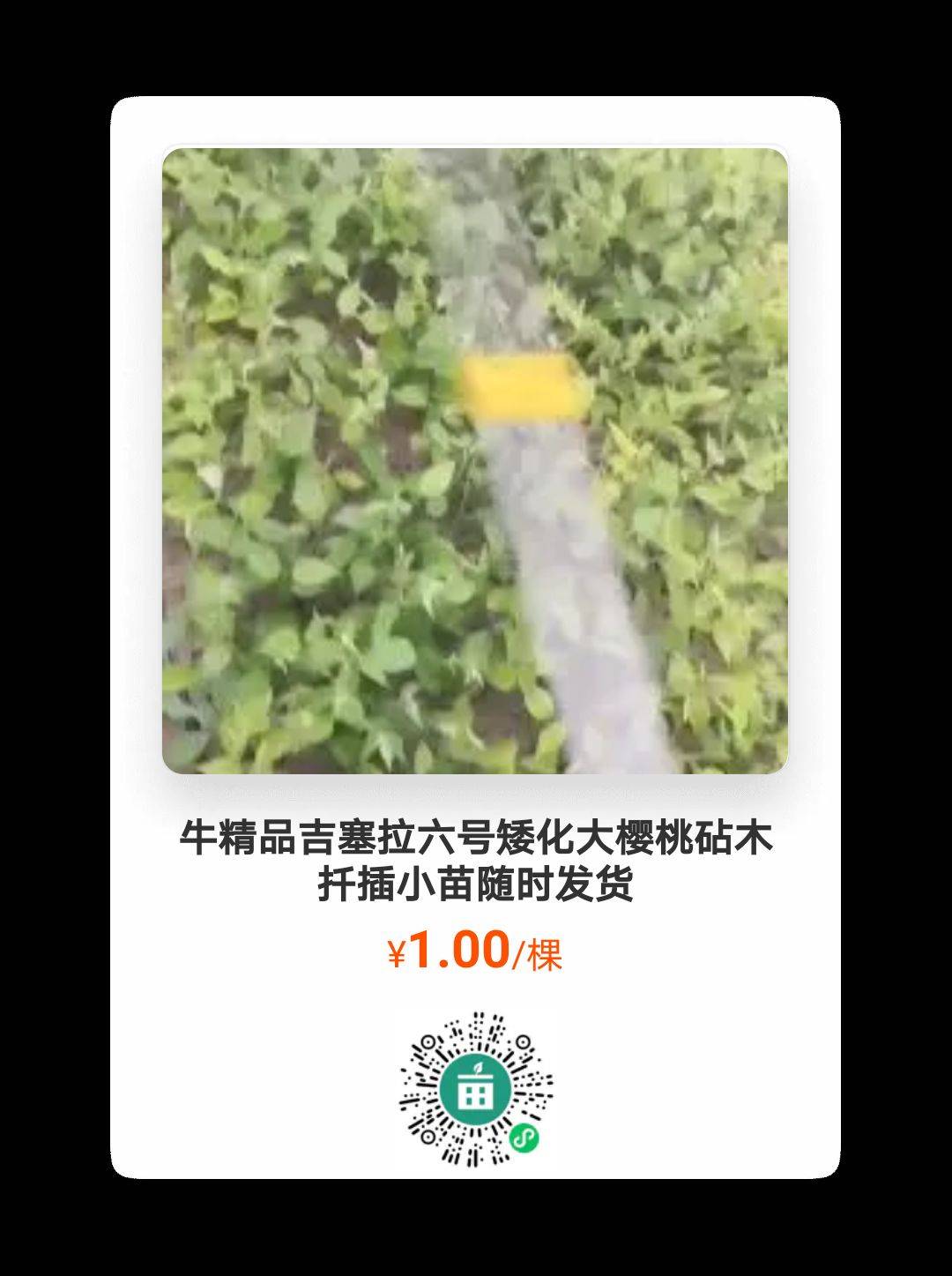 ϵҹ4300 :ţ 