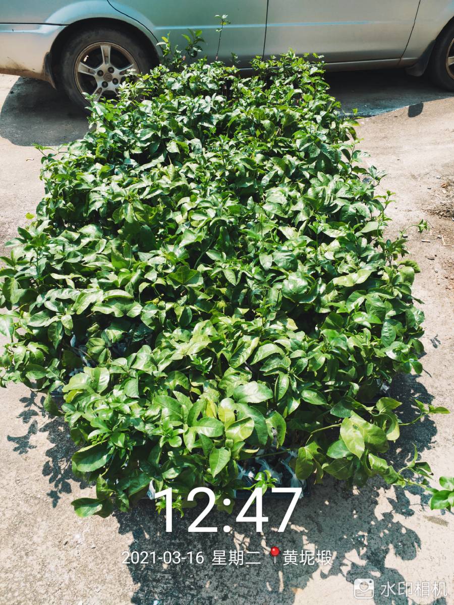 ǹ緢9572 :Ũ 
