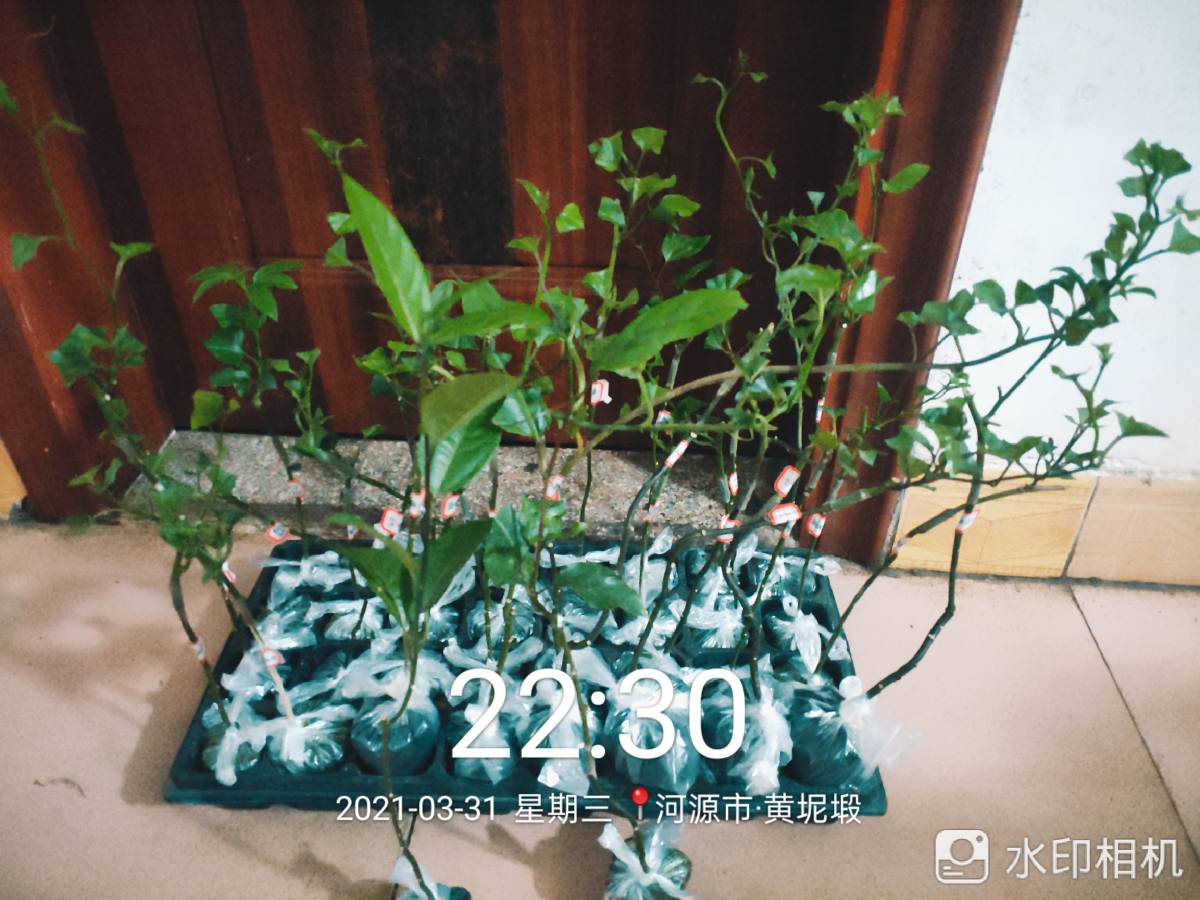 ǹ緢4605 :ճ 