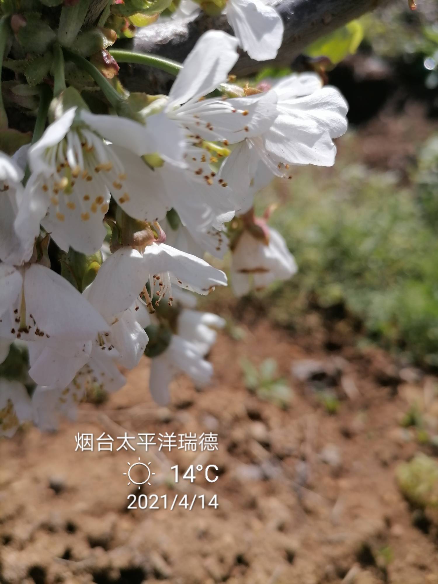 Ż¼7896 :owohib 