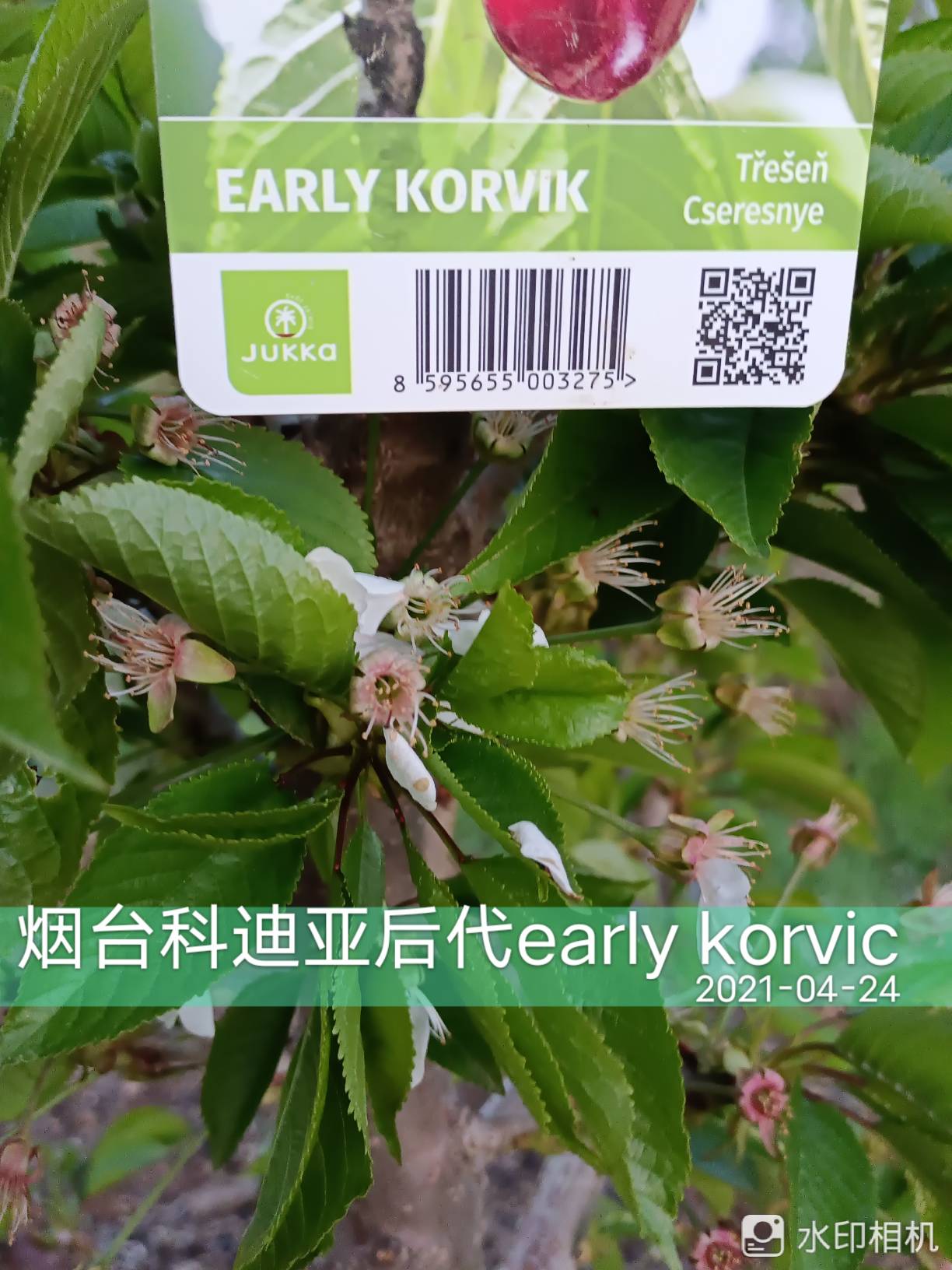 ƵǺearly korvic쿴5649 : 